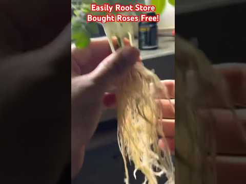 The Method To Reduce Flower Stems For A Vase The Method To Reduce Flower Stems For A Vase